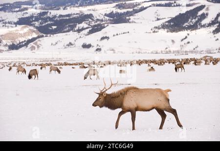 Ein Bullenelch, der über das Elchschutzgebiet in der Nähe von Jackson, Wyoming, spaziert. Stockfoto