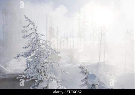 Dampf, der im Winter aus Thermalbädern im Yellowstone-Nationalpark, Wyoming, aufsteigt. Stockfoto