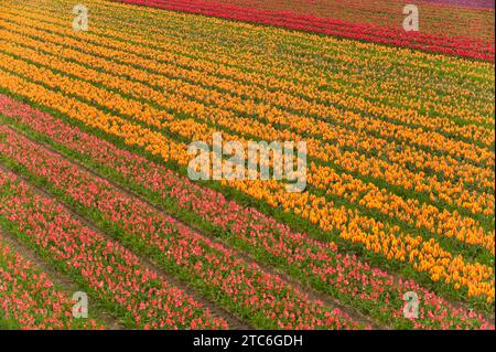 Rote, gelbe und rosafarbene Tulpen wachsen in Reihen in Holland, Niederlande. Stockfoto