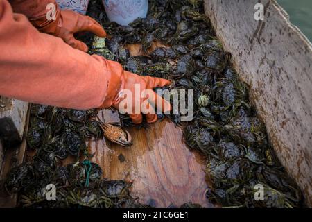 Die Hände eines Fischers sammeln grüne Krabben Stockfoto