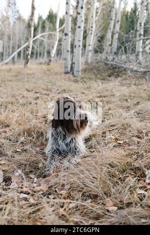 Griffonhund sitzt im Aspenwald, Stanley, Idaho Stockfoto