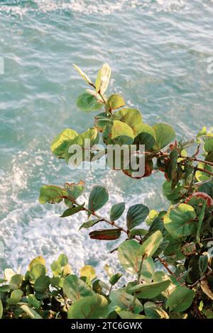 Sonnendurchflutete grüne Blätter über verschwommenen Meereswellen, ruhige Natur. Stockfoto