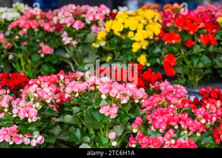 Rosa, rotes, gelbes Wachs fiboröse Begonien auf dem Gartenmarkt, Nahaufnahme. Stockfoto