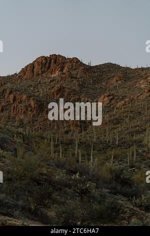 Wüstenhügel bedeckt mit Saguaro-Kakteen in der Abenddämmerung. Stockfoto