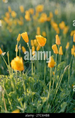 Feld von leuchtend gelben Mohnblumen mit weichem Hintergrund. Stockfoto