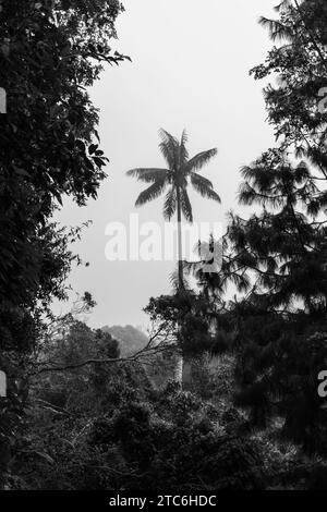 Ein nebeliger Wald mit hohen Palmen, der aus der nebeligen Landschaft im Valle de Cocora, Kolumbien, hervorgeht Stockfoto