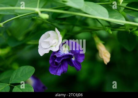 Nahaufnahme einer violetten Schmetterlingserbsenblume, die im Garten blüht Stockfoto