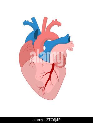 Anatomische herzisolierte Illustration. Menschliches realistisches internes Organ auf weißem Hintergrund. Stock Vektor