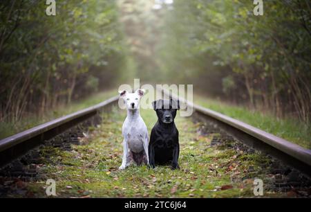 Porträt eines schwarz-weißen Patterdale-Terriers. Stockfoto