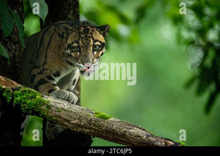 Der schwer fassbare Wolken-Leopard (Neofelis nebulosa) Stockfoto