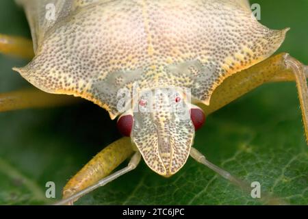 Frontalansicht eines teneralen Waldschildbugs (Pentatoma rufipes). Tipperary, Irland Stockfoto