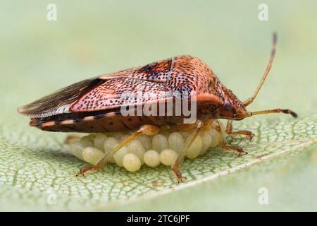 Elternkäfer (Elasmucha grisea), die ihre Eier bewacht. Tipperary, Irland Stockfoto