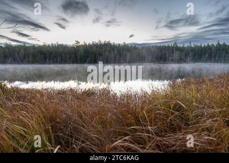 Am frühen Morgen erhebt sich Nebel vom grasbewachsenen Teich in den Wäldern von Maine Stockfoto