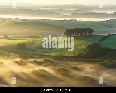 Misty Morning at Cookworthy knapp (The Fast Home Trees) in der Nähe von Lifton in Devon, England. Herbst (September) 2023. Stockfoto