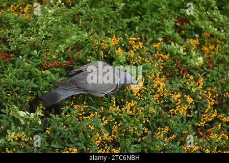 Wildtaube oder Straßentaube, Columba Livia domestica, Fütterung oder Verzehr von Orangenbeeren oder Pyracantha oder Feuerdornhecke Stockfoto