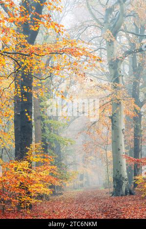 Wanderweg im Nebel im farbenfrohen Herbstwald, Heemstede, Niederlande. Stockfoto