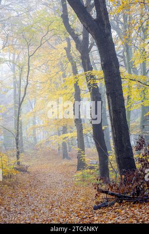 Wanderweg im Nebel im farbenfrohen Herbstwald, Heemstede, Niederlande. Stockfoto