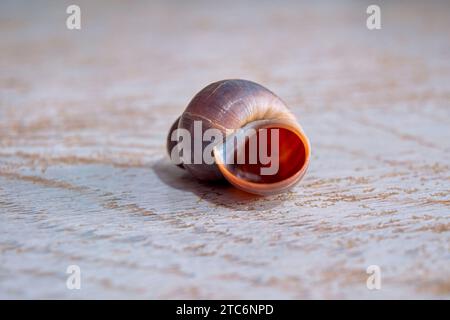 Leere Schale einer Apfelschnecke vor dem Hintergrund der Tischoberfläche Nahaufnahme. Stockfoto