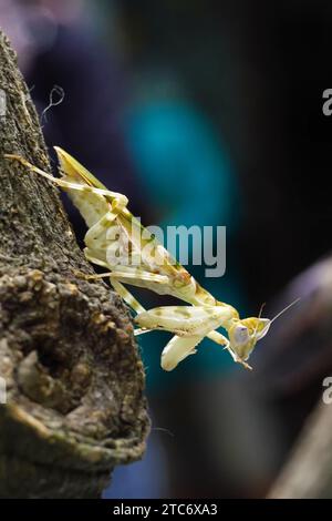 Eine Nahaufnahme von Creobroter pictipennis oder einer indischen Blumenmantis, die auf einem Baumzweig sitzt, einer Art von Gebetsmantis, die in Asien beheimatet ist. Makrofoto Stockfoto