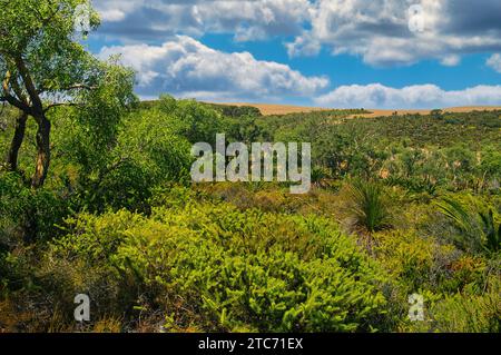 Landschaft mit grüner Strauchvegetation im Lesueur National Park im Western Australian Wheat Belt. Stockfoto