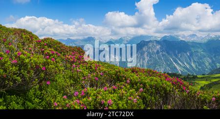 Alpine Rosenblüte, Panorama von Fellhorn, 2038 m, über Höfats, 2259 m, und andere Allgäuer Berge, Allgäuer Alpen, Allgäuer, Bayern, Deutschland, Europa Stockfoto