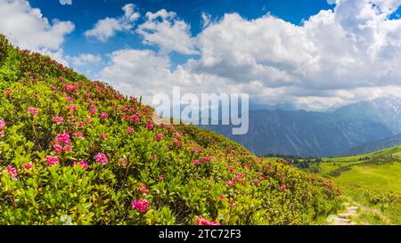 Alpine Rosenblüte, Panorama von Fellhorn, 2038 m, über Höfats, 2259 m, und andere Allgäuer Berge, Allgäuer Alpen, Allgäuer, Bayern, Deutschland, Europa Stockfoto