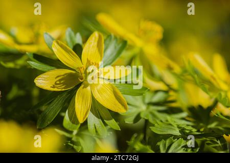 Winteraconite (Eranthis hyemalis), Schwäbische Alb, Baden-Württemberg, Deutschland, Europa Stockfoto