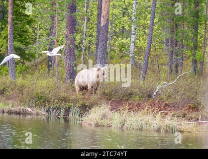 Erwachsene weibliche Eurasische Braunbärin (Ursus arctos) Kostamustie Finnland. Juni 2023 Stockfoto