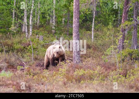 Erwachsener männlicher Eurasischer Braunbär (Ursus arctos) Kostamustie Finnland. Juni 2023 Stockfoto