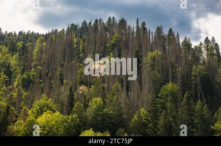 Südschwarzwald Blick auf die Tannenbäume, welche typisch sind für den Schwarzwald. Dachsberg, Deutschland, 01.08.2022 *** Südschwarzwald Blick auf die Tannen, die typisch für den Schwarzwald sind Dachsberg, Deutschland, 01 08 2022 Credit: Imago/Alamy Live News Stockfoto