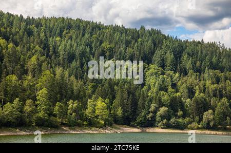 Südschwarzwald Blick auf die Tannenbäume, welche typisch sind für den Schwarzwald. Dachsberg, Deutschland, 01.08.2022 *** Südschwarzwald Blick auf die Tannen, die typisch für den Schwarzwald sind Dachsberg, Deutschland, 01 08 2022 Credit: Imago/Alamy Live News Stockfoto