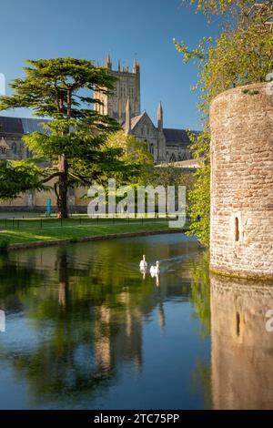 Wells Cathedral spiegelt sich im Graben des Bischofspalastes in Wells, Somerset, England. Frühjahr (Mai) 2019. Stockfoto