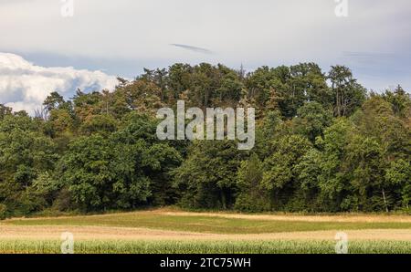 Südschwarzwald Blick auf die Tannenbäume, welche typisch sind für den Schwarzwald. Dachsberg, Deutschland, 01.08.2022 *** Südschwarzwald Blick auf die Tannen, die typisch für den Schwarzwald sind Dachsberg, Deutschland, 01 08 2022 Credit: Imago/Alamy Live News Stockfoto