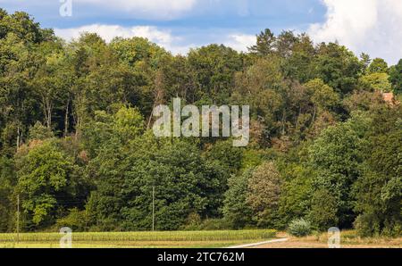 Südschwarzwald Blick auf die Tannenbäume, welche typisch sind für den Schwarzwald. Dachsberg, Deutschland, 01.08.2022 *** Südschwarzwald Blick auf die Tannen, die typisch für den Schwarzwald sind Dachsberg, Deutschland, 01 08 2022 Credit: Imago/Alamy Live News Stockfoto