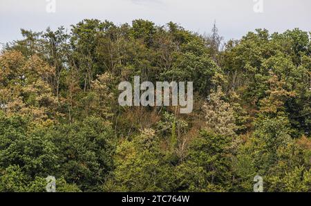 Südschwarzwald Blick auf die Tannenbäume, welche typisch sind für den Schwarzwald. Dachsberg, Deutschland, 01.08.2022 *** Südschwarzwald Blick auf die Tannen, die typisch für den Schwarzwald sind Dachsberg, Deutschland, 01 08 2022 Credit: Imago/Alamy Live News Stockfoto