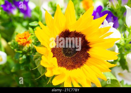 Eine schöne Blüte einer Sonnenblume und verschiedene andere Pflanzen und Blumen im Hintergrund Stockfoto