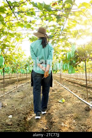 Rückansicht einer jungen koreanischen Farmerin, die vorwärts geht und die Ernte in ihrem Weinberg ansieht Stockfoto