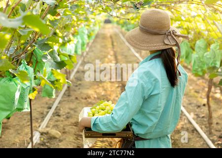 Rückansicht einer jungen Landwirtin, die nach vorne blickt und einen Korb voller Trauben hält, die sie geerntet hat Stockfoto