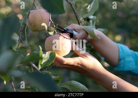 Die junge Farmerin erntet Reifen Apfel in ihrem Weinberg Stockfoto