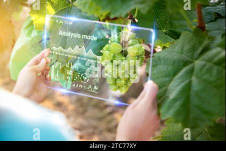 Eine Frau, die die Wachstumsrate der Ernte mit Augmented Reality und AR-Technologie mit einem intelligenten Gerät auf einem Traubenfeld (Shine Muscat) misst. Smart Farm, Augmente Stockfoto