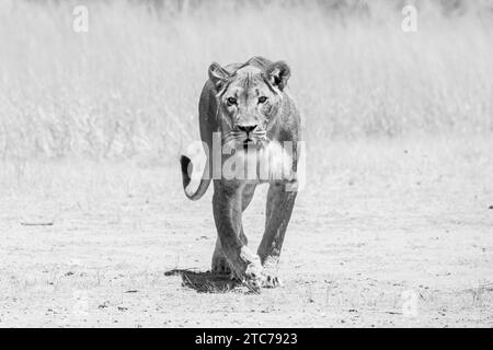 Schwarzweißbild einer Kalahari-Löwin (Panthera Leo), Kgalagadi Transfrontier Park, Kalahari, Südafrika. IUCN Red ist als verletzlich gelistet Stockfoto