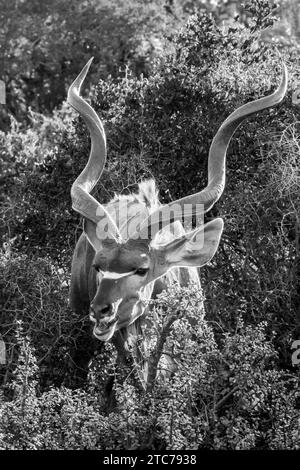 Monochromes Bild eines Bullen der Großkudu (Tragelaphus strepsiceros), der bei Sonnenuntergang auf Spekboom wühlt, im östlichen Kap Südafrika Stockfoto