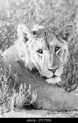 Junger männlicher Kalahari-Löwe (Panthera Leo) Kgalagadi Transfrontier Park, Kalahari, Nordkap, Südafrika, auf Sanddünen nahe Nossob bei Sonnenuntergang Stockfoto