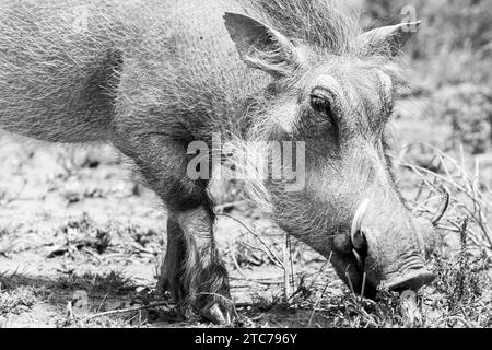 Schwarz-weiß-Bild eines gewöhnlichen Warzenschweins (Phacochoerus africanus) nahe auf dem Kopf während der Nahrungssuche, Ostkap, Südafrika Stockfoto
