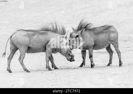 Gemein Warzenschwein (Phacochoerus africanus) Ostkap, Südafrika. Zwei Erwachsene, die sich in einem territorialen Streit mit Hackern auseinandersetzen, monochrom Stockfoto