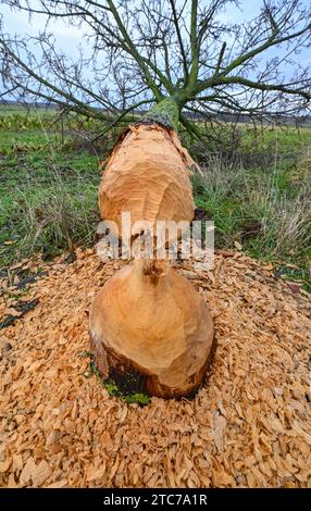 Sachsendorf, Deutschland. Dezember 2023. Ein Biber hat im Oderbruch in Ostbrandenburgs gute Arbeit geleistet und diesen Baum auf einer Straße gefällt. Der Oderbruch entstand nach Entwässerung vor fast 270 Jahren und wurde mit Kolonisten vom preußischen König Friedrich II. Besiedelt Er wird als Lebensraum mit einem ausgeklügelten Wassersystem erhalten. Quelle: Patrick Pleul/dpa/ZB/dpa/Alamy Live News Stockfoto