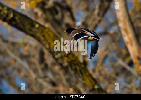 Während des Fluges sieht man eine Ente, die hoch über den Baumkronen eines üppigen Waldes schwebt Stockfoto