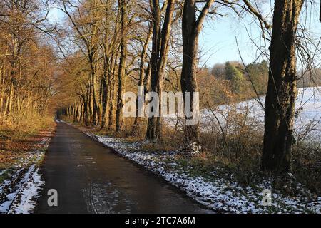 Weitwinkelaufnahme eines sonnendurchfluteten, von Bäumen gesäumten Weges am Waldrand im Spätherbst Stockfoto