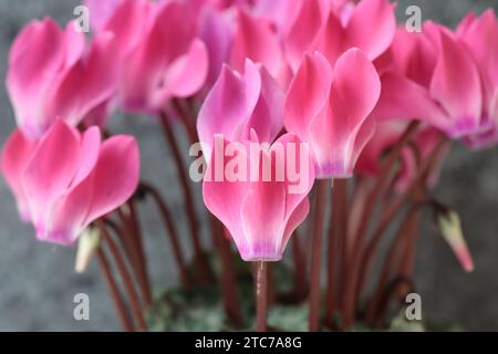 Nahaufnahme der schönen rosa Blüten einer Cyclamen persicum Pflanze mit selektivem Fokus Stockfoto