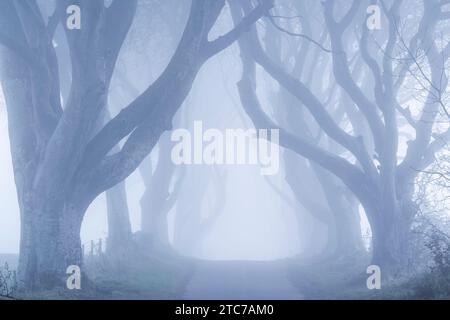 Nebelbäume an der weltberühmten Dark Hedges Beech Avenue in County Antrim, Nordirland. Stockfoto